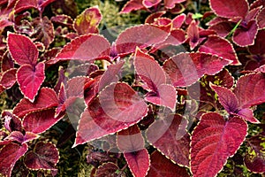 Beefsteak Coleus Perilla frutescens shiso plants