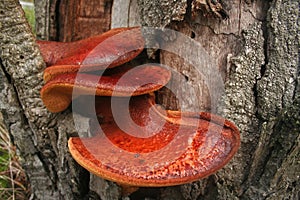 Beefsteak fungus