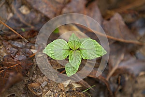 Beefsteak mint plant closeup on brown background