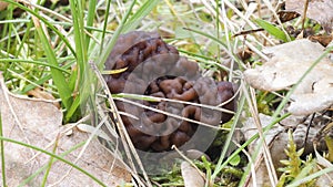 The Beefsteak Morel Gyromitra esculenta is a deadly poisonous mushroom photo