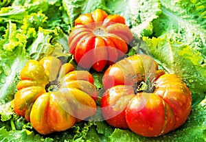 Beefsteak tomato