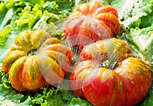 Beefsteak tomato