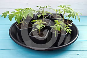 Beefsteak tomato plants