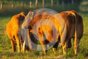 Beefy breeding bull in the pasture