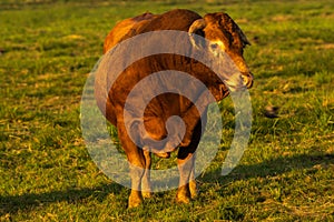 Beefy breeding bull in the pasture