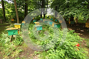 Beegarden. a few beehives in a shadow of a threes.