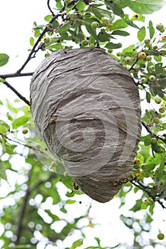 Beehive