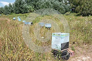 Beehive baskets in the field.