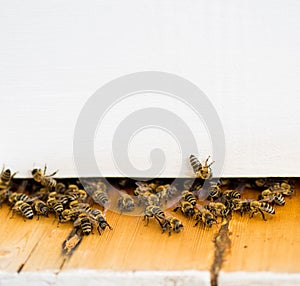 Beehive with bee closeup