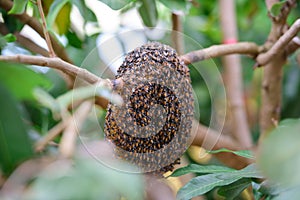 Beehive photo