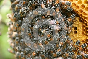 Beehive with bees photo