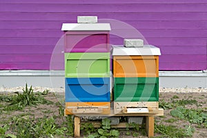 Beehive, bees flying to entrance of hives. Colorful hives stapled in front of pink wall