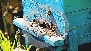 Beehive and bees over honey farm