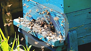 Beehive and bees over honey farm