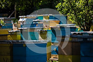 Beehive and bees over honey farm