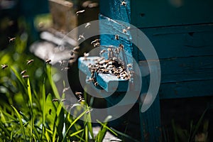 Beehive and bees over honey farm