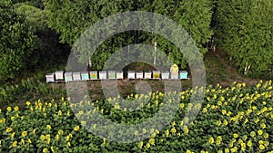 Beehive box farm surrounded by green forest. Above view of the apiary