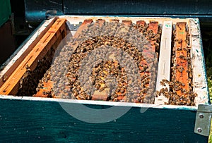 Beehive boxe photo
