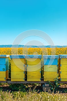 Beehive boxes in blooming rapeseed field, honey bees performing pollination on canola plantation