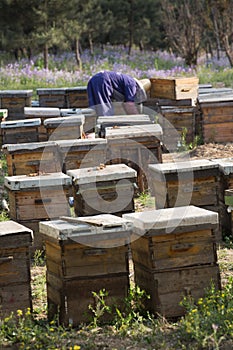 Beehive boxes in North-eastern Beijing, China in May