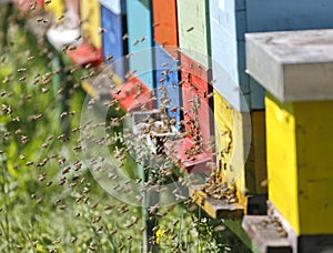 Beehive boxses photo