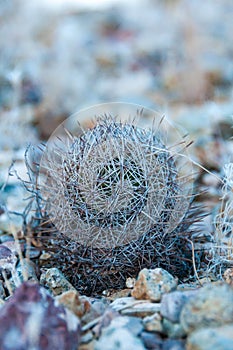 Beehive cactus (Echinomastus sp.) in the desert near Santa Elena Canyon