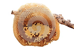 Beehive closeup.