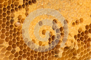 Beehive closeup background.