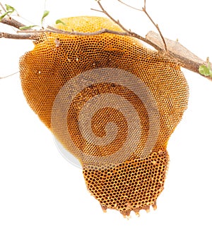 Beehive deserted isolated