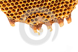 Beehive deserted isolated