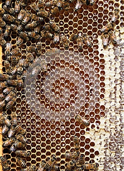 Beehive detail - bees, honey, cells, wax. Apiculture.