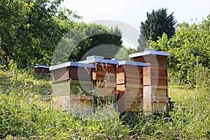 Beehive, different beehives on a meadow