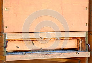 Beehive entrance, apiaries - beehives with bees colony