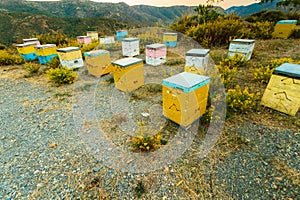 Beehive farm landscape