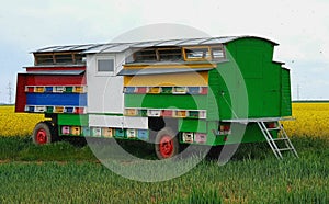 beehive in the field