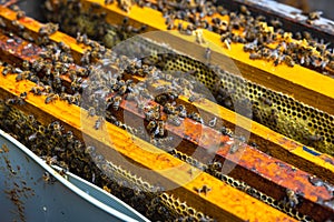 Beehive in focus. Honey production background photo. Bees in the hive