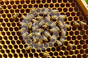 Beehive frames buzz with activity as bees work on honeycombs