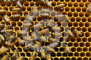 Beehive frames buzz with activity as bees work on honeycombs