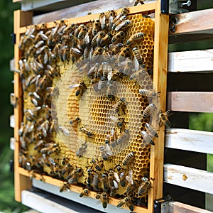 Beehive frames buzz with activity as bees work on honeycombs photo