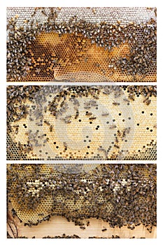 Beehive frames of honey bees