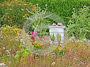 Beehive in a Garden in Island of Iona, Agyll and Bute, Scotland.UK