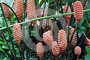 Beehive Ginger Plants