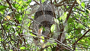 Beehive hanging on a tree branch with bees sitting on it