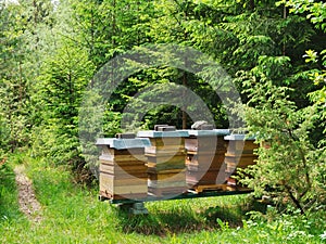 Beehive hidden in the forest