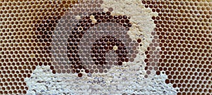 beehive honeycomb frame full of honey.