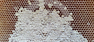 beehive honeycomb frame full of honey.