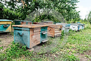 Beehive - the house of bees in the bosom of nature. Work beekeeper. Healing product of beekeeping. May, flower honey.