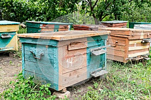 Beehive - the house of bees in the bosom of nature. Work beekeeper. Healing product of beekeeping. May, flower honey.