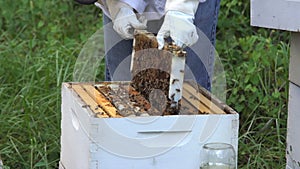 Beehive Inspect Slow Motion