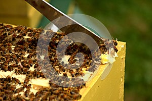 Beehive inspection